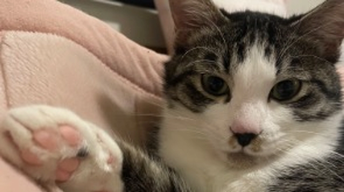 プロジェクト20%到達しました。