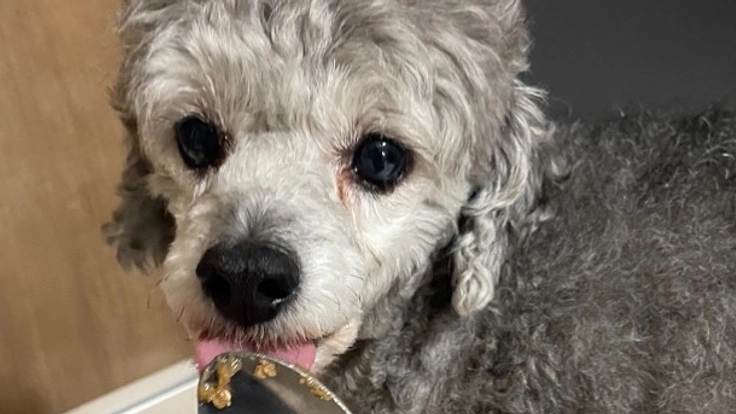 愛犬ココの心臓の手術代にご協力お願い致します。