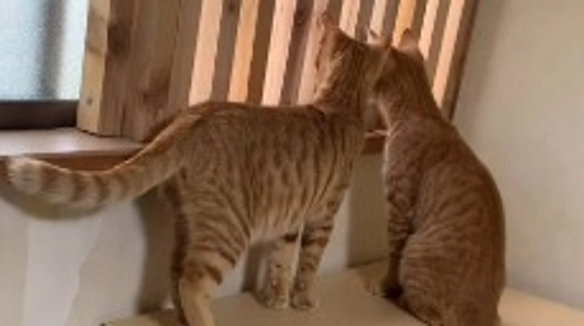 10/29 猫ちゃん達の様子🐱