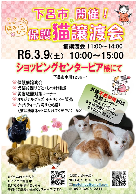 【2月のTNR・猫の発情期・3月譲渡会のお知らせ】