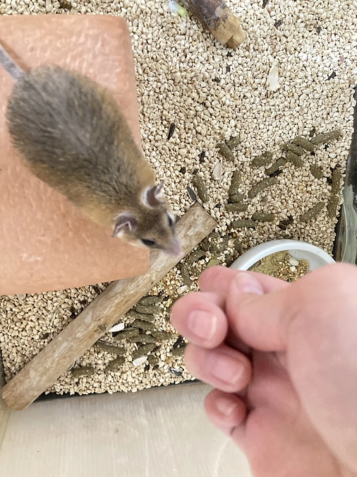 カイロトゲマウス💕