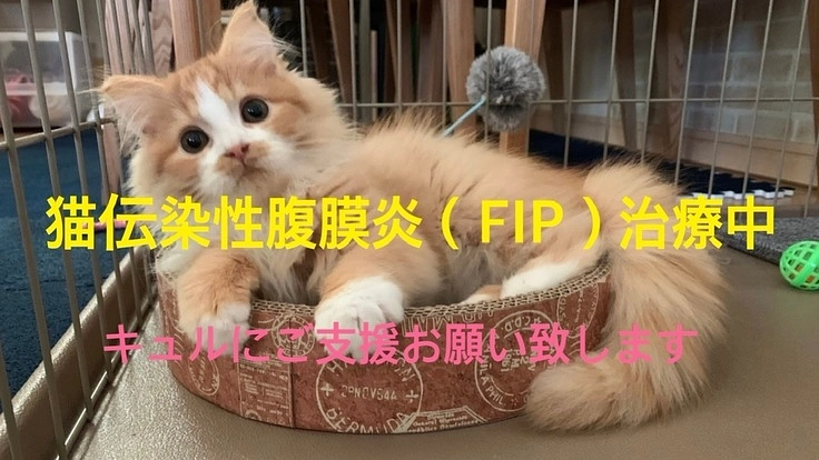 難病の猫伝染性腹膜炎（FIP）になってしまったキュルを助けたい！！