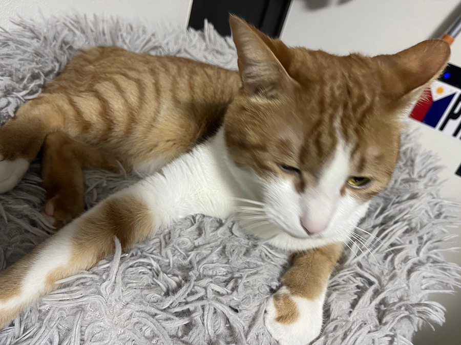 募集期間残り20分…！！