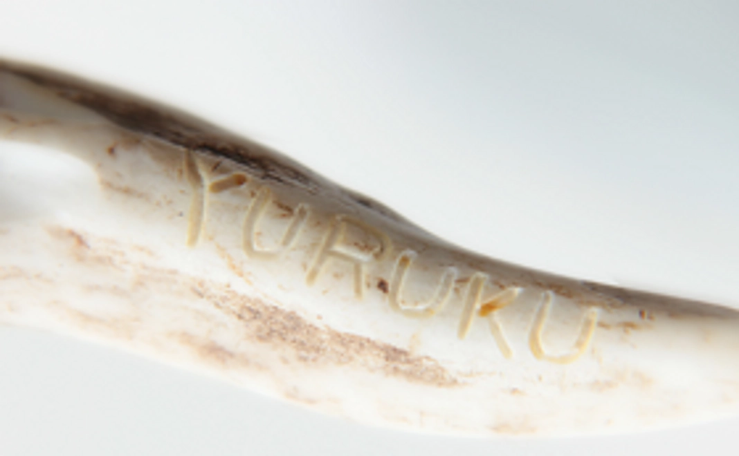 【プロジェクト応援コース】