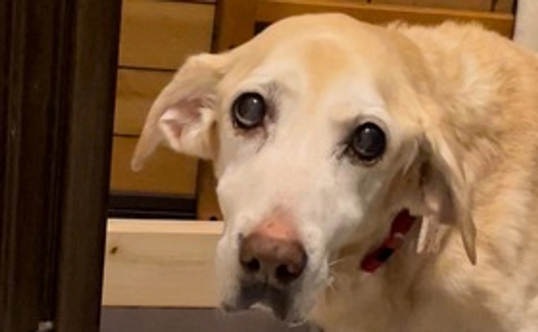 ねねに優しいお気持ちと応援　1