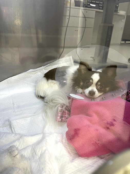 2023.12.09 術後四日目。