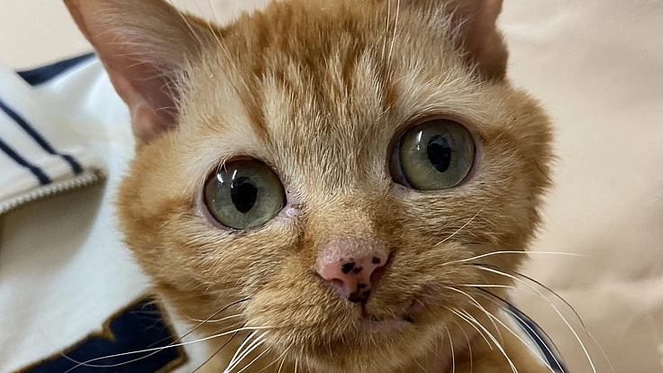 命を救い、幸せな未来へ繋ぎ続ける。保護猫カフェ運営の基盤を整えたい