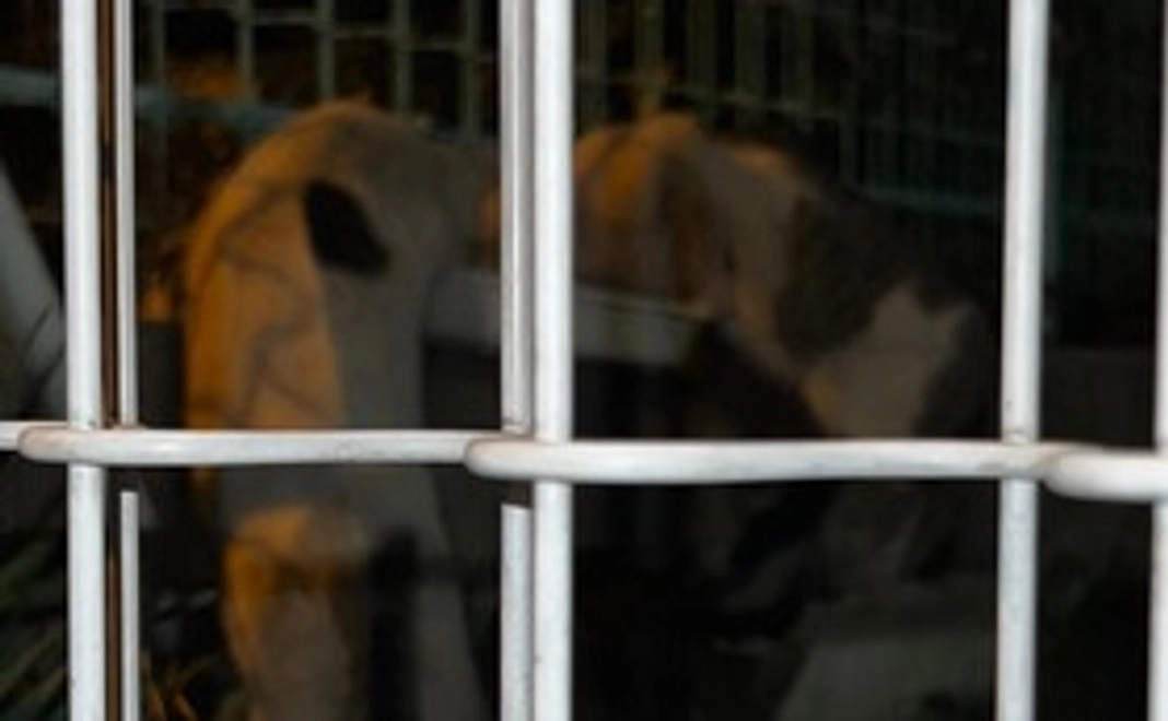 1000円応援コース