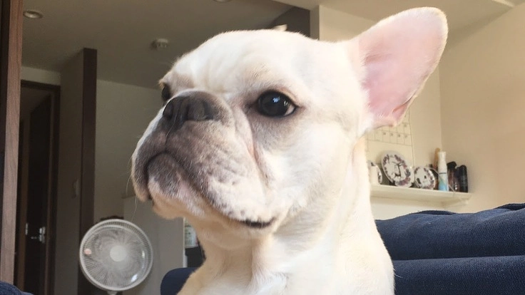 ぽんじの手術費のご支援をお願いします。【肺動脈弁狭窄症】