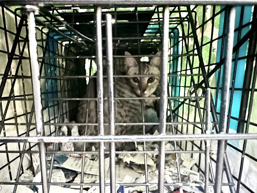 今日の捕獲現場