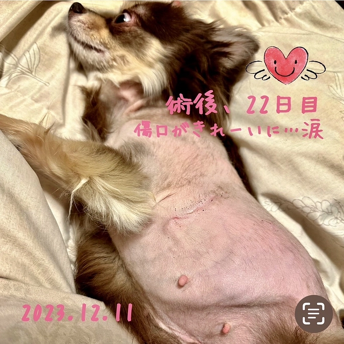 術後の経過報告 & 栗について思うこと …になります‼︎