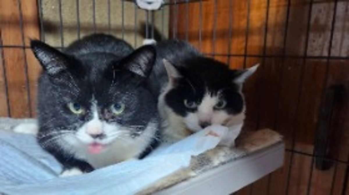 マリアの様子🐱