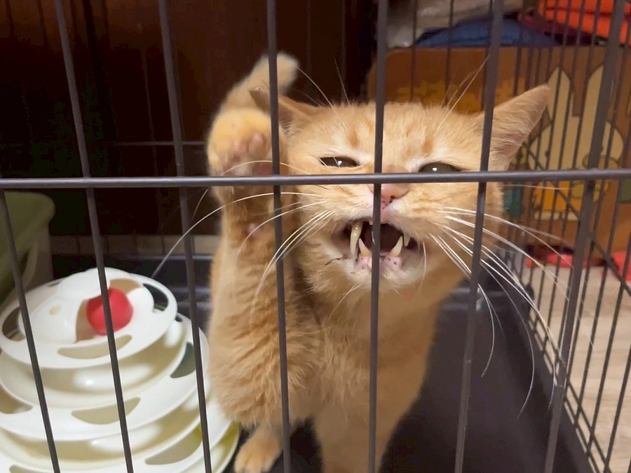 ペットロスについて