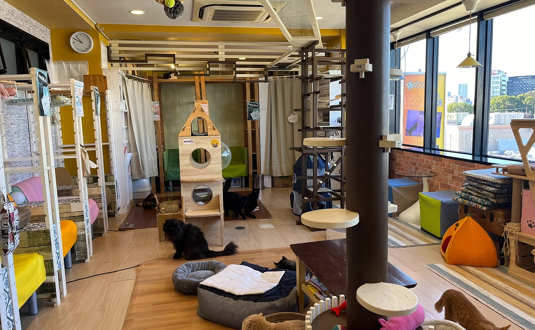 【現地で応援！】猫まるカフェのご利用権（1回、一口2名様まで）│猫のおやつ付き