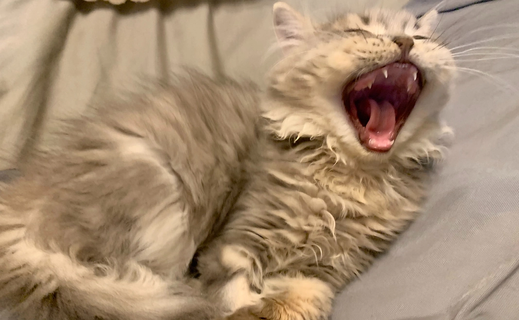 【感謝の気持ち3】ムクの写真付きメール＋近況報告