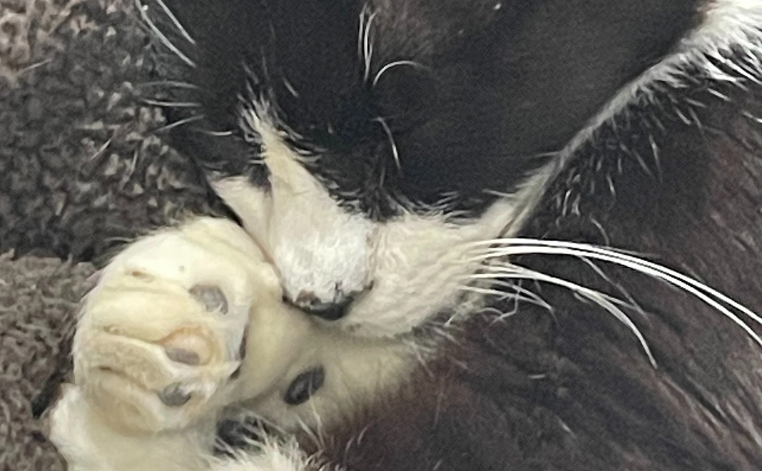 がんばれ！！たぁぼう、1000円コース