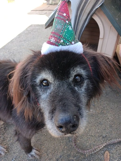 追悼老犬トシ：誰からも愛されて・・・