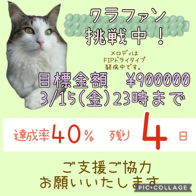 進捗🐈