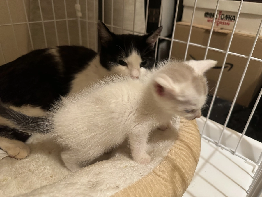 脳挫傷とシンバ