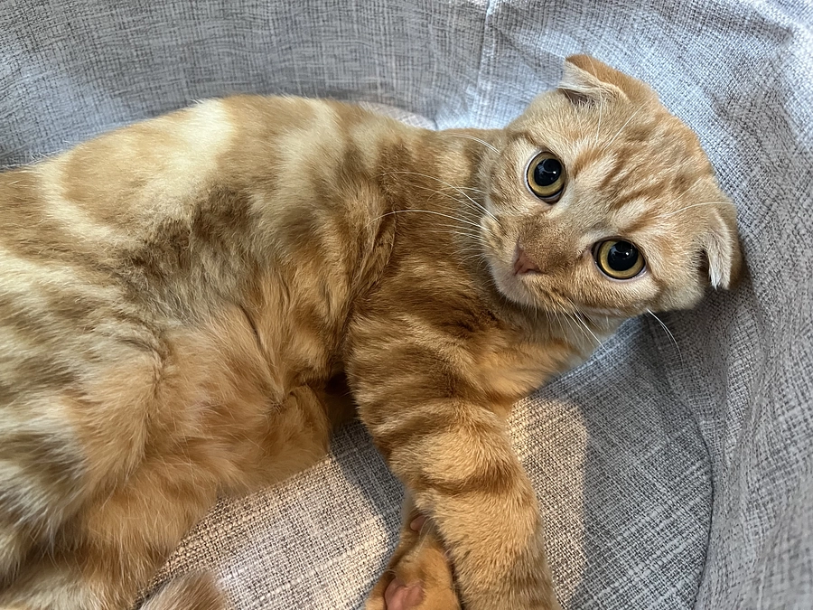 主　帰宅後のふう