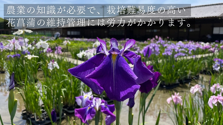 加茂荘花鳥園｜安らぎの空間を守り継ぐ。古寺周辺をアジサイの原木園に 7枚目