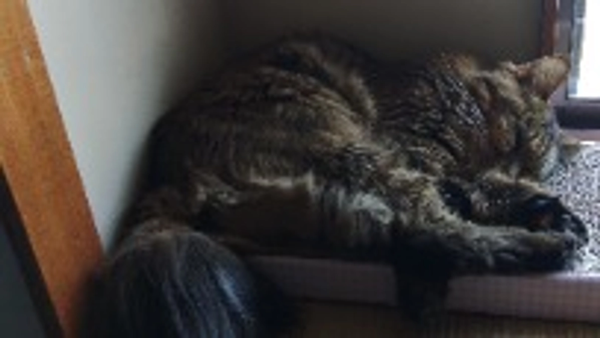 5月21日の血液検査の結果と最近のエリの事。