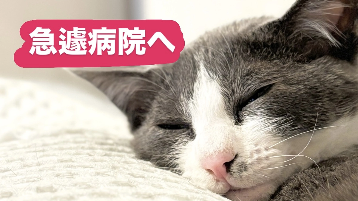 急遽病院へ・・・