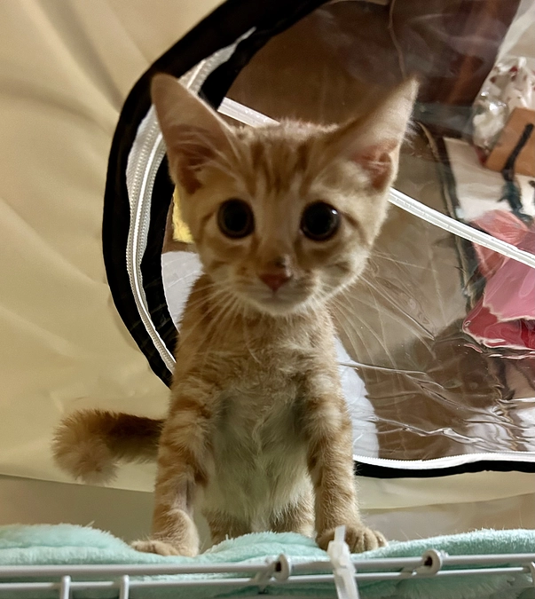 茶トラくん退院後初レントゲンは。。。