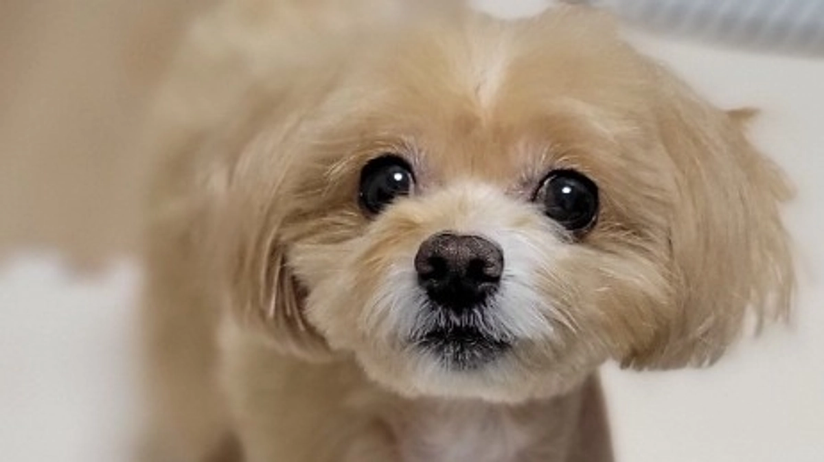 4ヶ月ぶりのトリミング