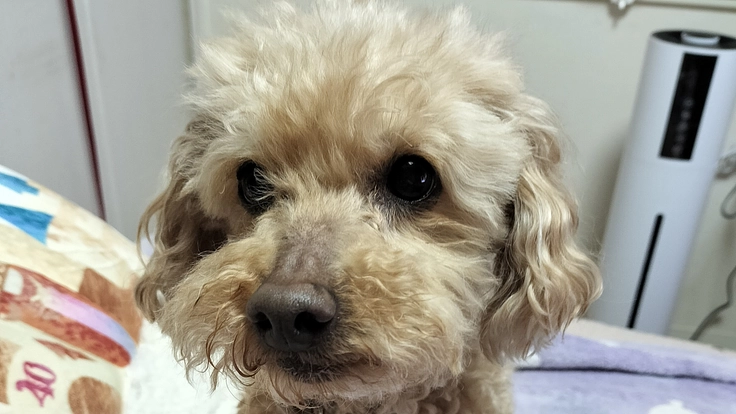 緊急「気管虚脱 重度」ももの手術費用のご支援よろしくお願いします。