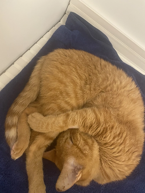 🔥　クラファン残り5日　🔥