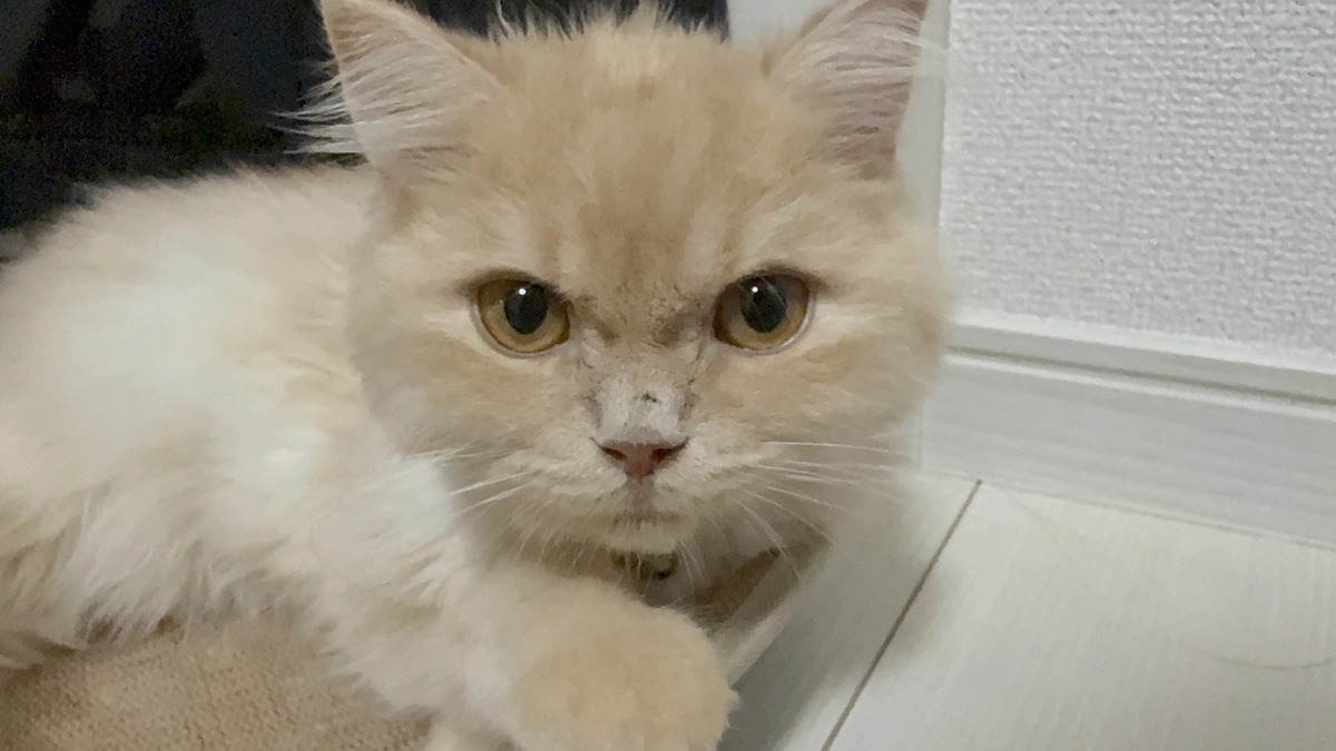 9/16急変、安楽死を決意　9/19薬だけ貰いに