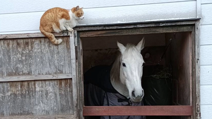 1頭1頭と向き合い続けるために。引退馬たちに安心安全な新厩舎建設へ 6枚目