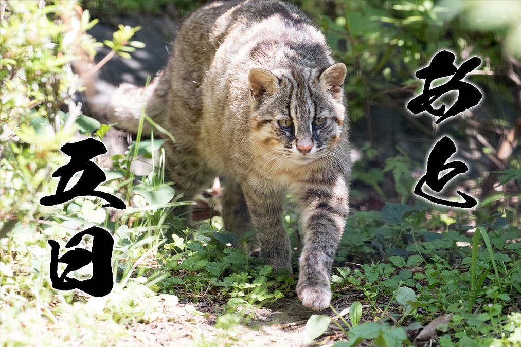 やべっちの野生個体ベストショット発表（5位）