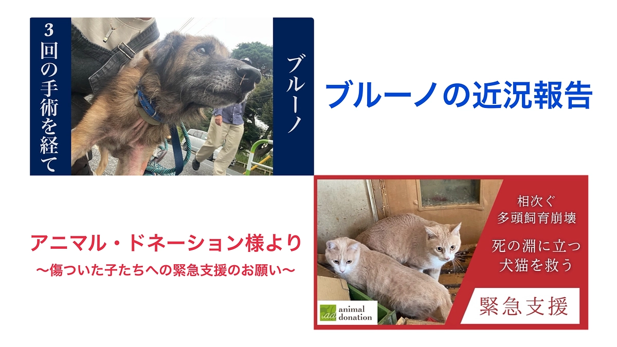 🐶ブルーノの近況報告とアニマル・ドネーション様のこと🐾