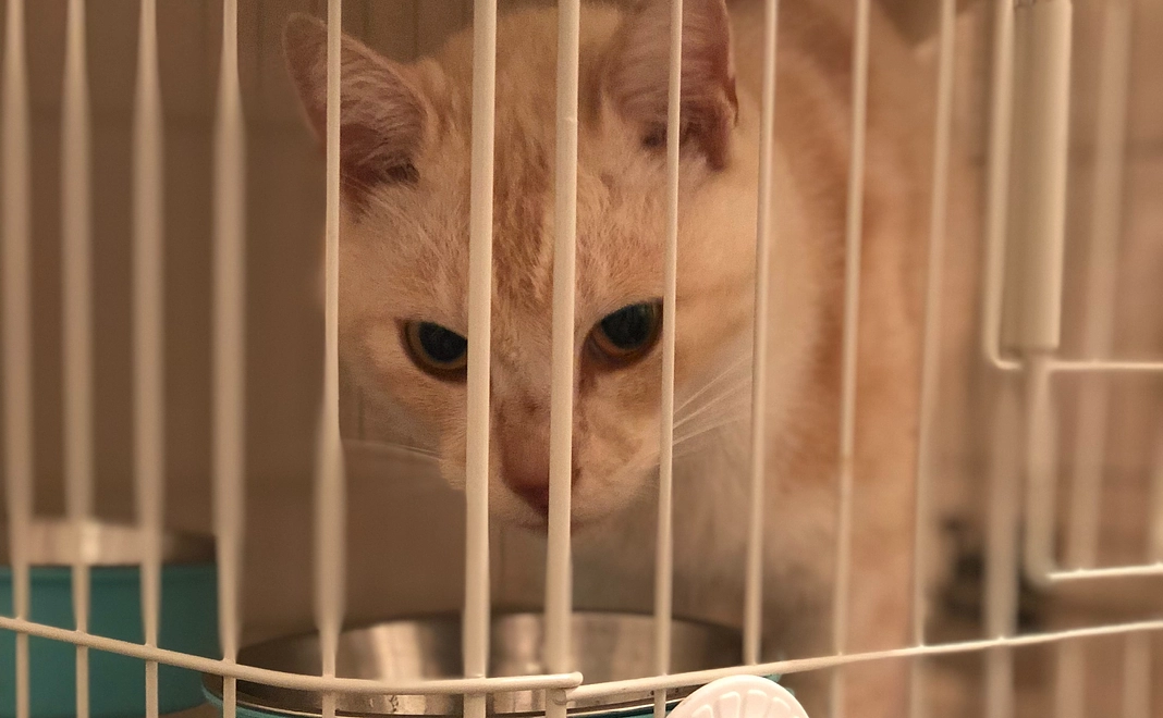 この度は、きなこちゃんのためにご寄付をしていただき、誠にありがとうございます。