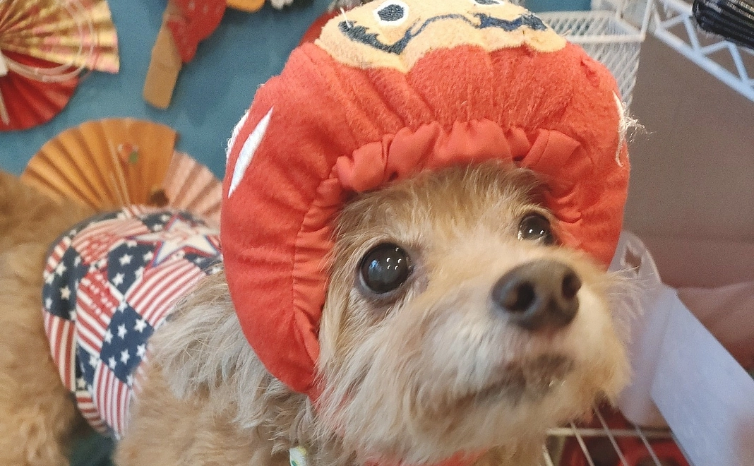 ちゃわちゃんを守ってあげたい1