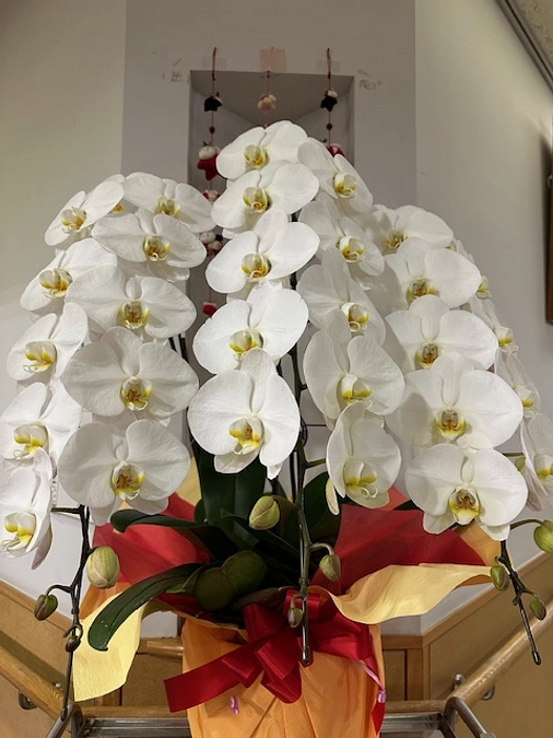 元気な赤ちゃんが産まれました。