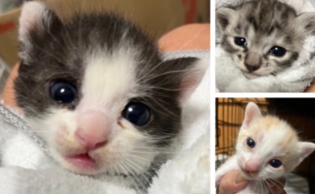 名護の子猫支援1,000円コース　