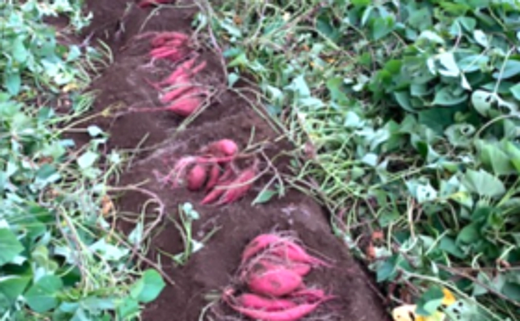 【アクティブ体験型】お芋掘り体験（3名まで）