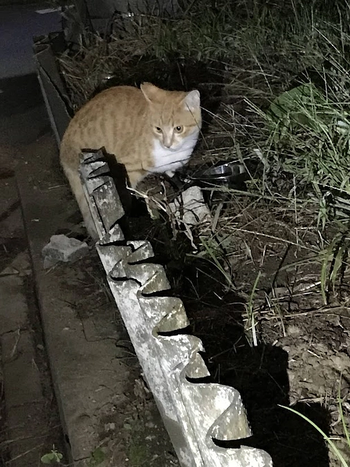 子猫目撃から2日目