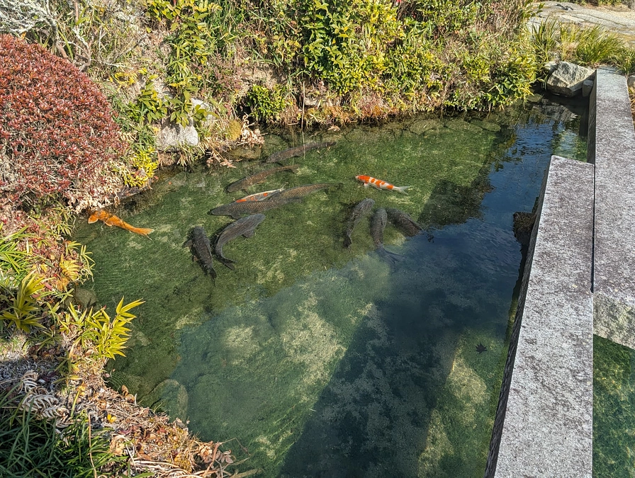 少水の魚に楽しみあり