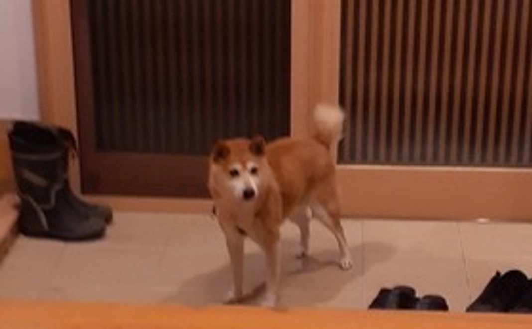 感謝のメールと手術後の元気な玲央の画像