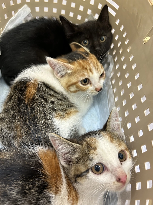 ＴＮＲと子猫の保護