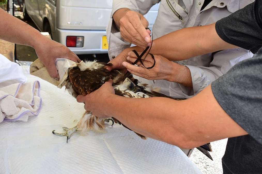 日本鳥類保護連盟様のプロジェクトに協力させていただいております！！