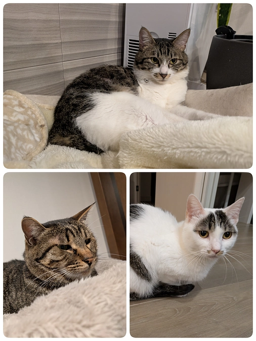 医療とトライアル出発、3月イベントについて