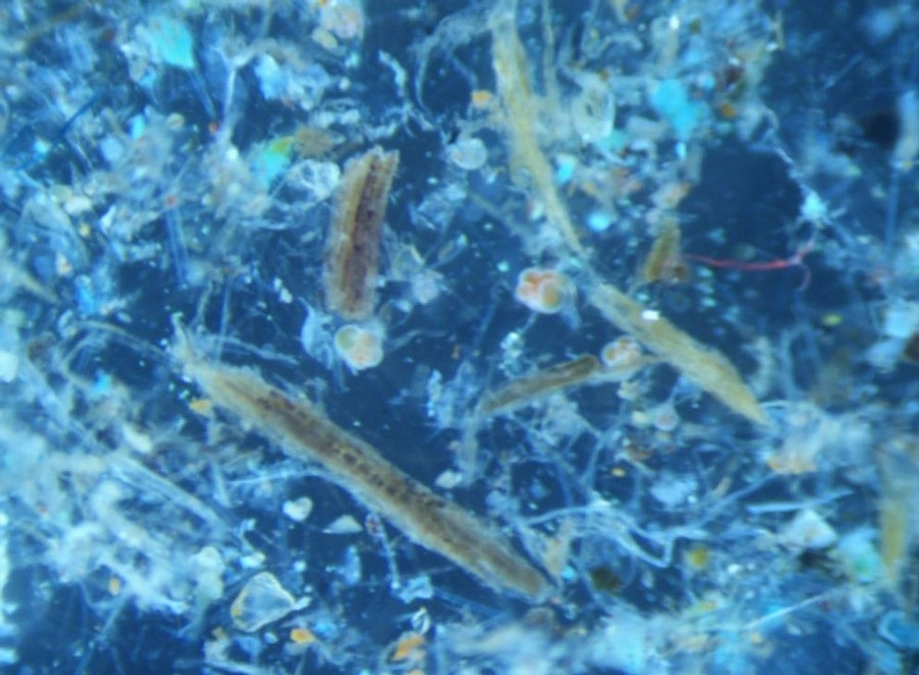 2024年1月24日「南極の砂」