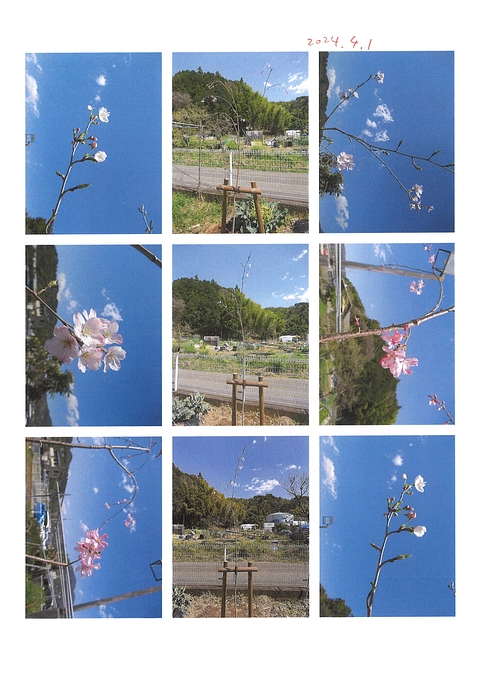 2024.4.1　桜観察