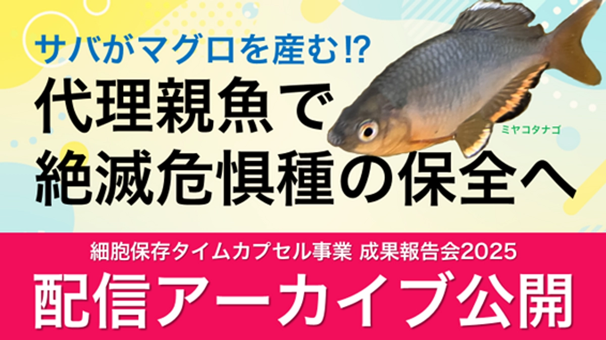 配信アーカイブ公開！ サバがマグロを産む⁉代理親魚で絶滅危惧種の保全へ