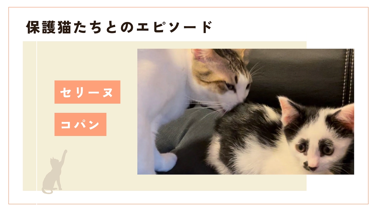 ㊗️✨ママになりたかったひめちゃんとママが欲しかったコパン君奇跡の出会い